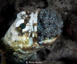 Refresh.
Mouthbrooding Banded Jawfish.
Olympus E-PL3, 1... by Nina Baxa 